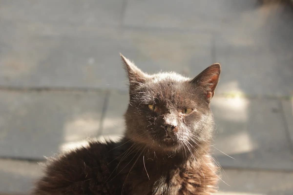 Oliver, male senior Mixed Breed for adoption at Útulek Kocour Felix (PSOZ)