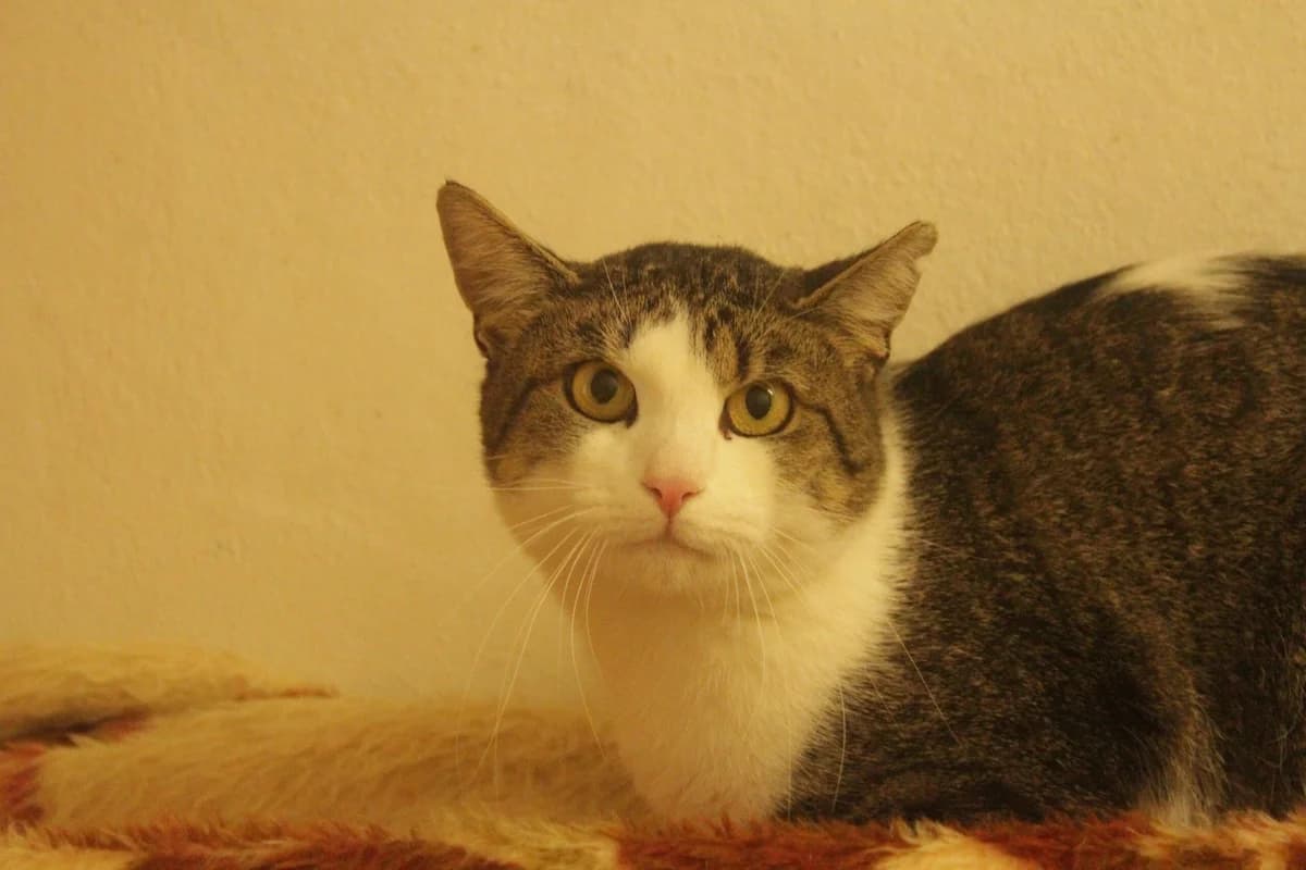 PIŠKOT, male Mixed Breed for adoption at Útulek Kocour Felix (PSOZ)
