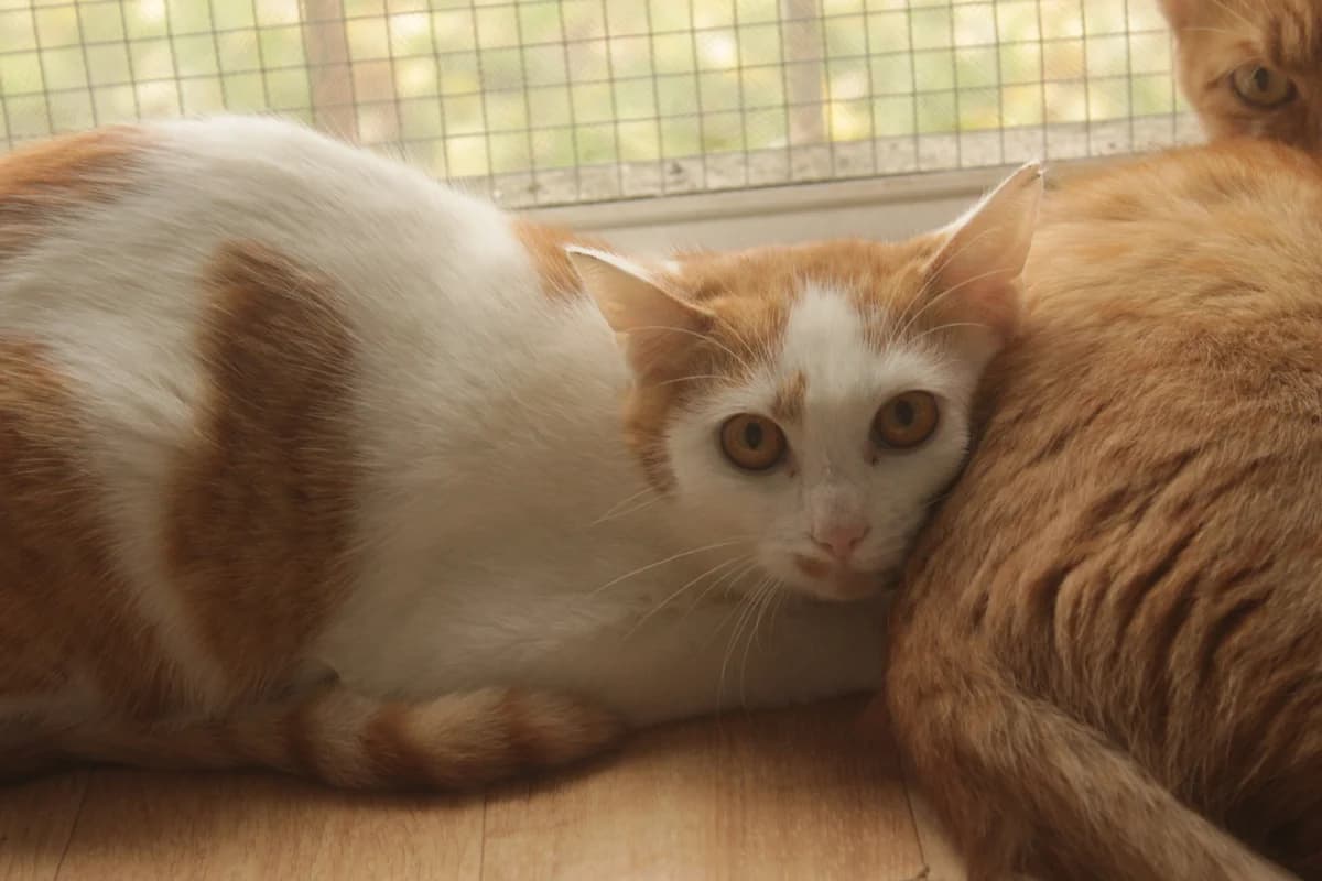 Rick, female Mixed Breed for adoption at Útulek Kocour Felix (PSOZ)