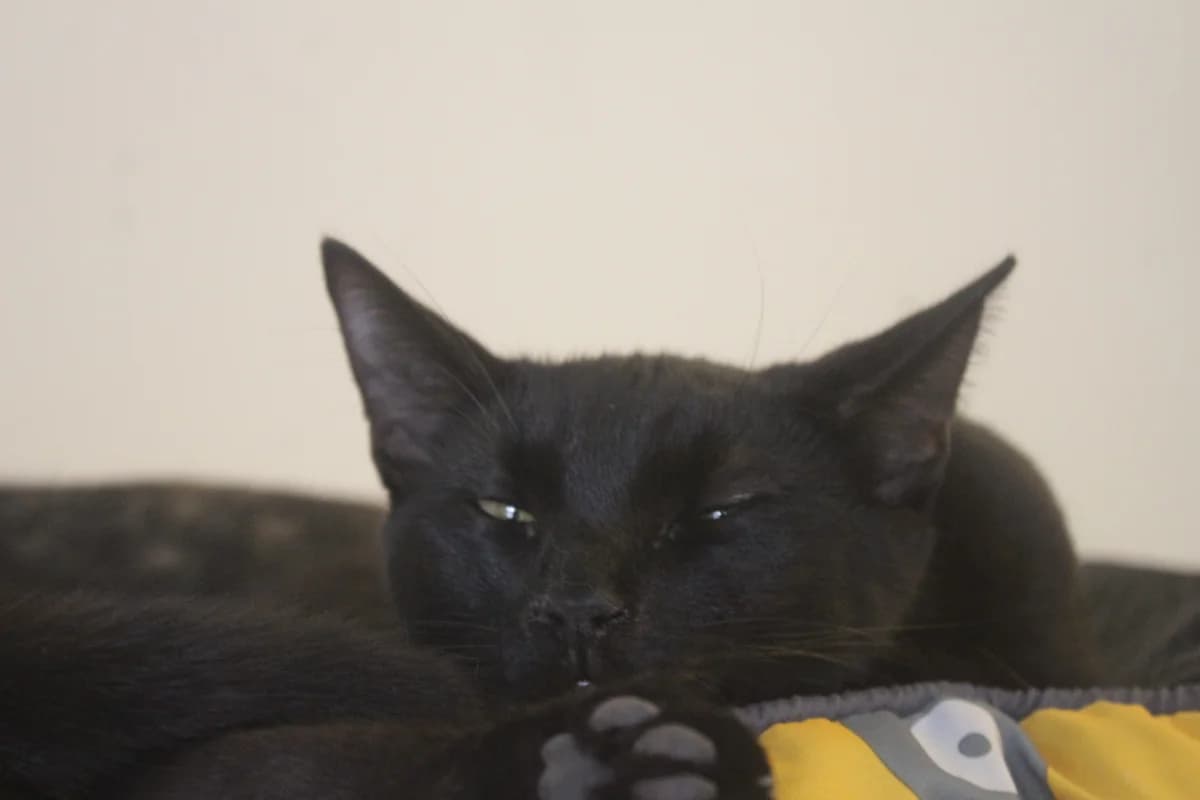 Rory, male Mixed Breed for adoption at Útulek Kocour Felix (PSOZ)