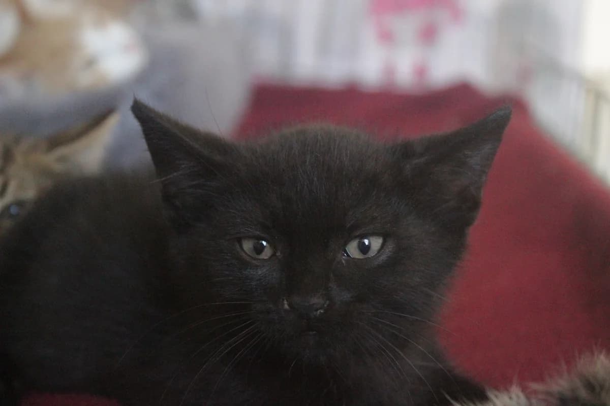 Rory, male Mixed Breed for adoption at Útulek Kocour Felix (PSOZ) — photo 2 of 3