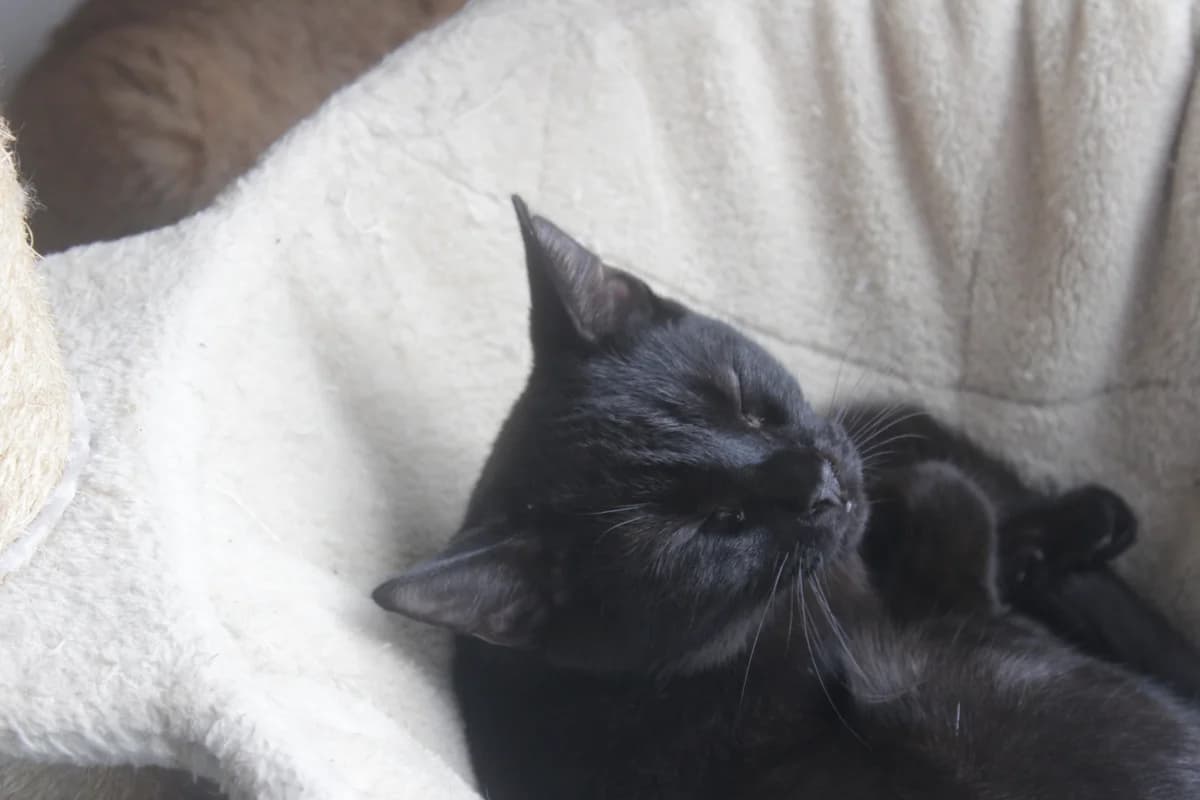 Rory, male Mixed Breed for adoption at Útulek Kocour Felix (PSOZ) — photo 3 of 3