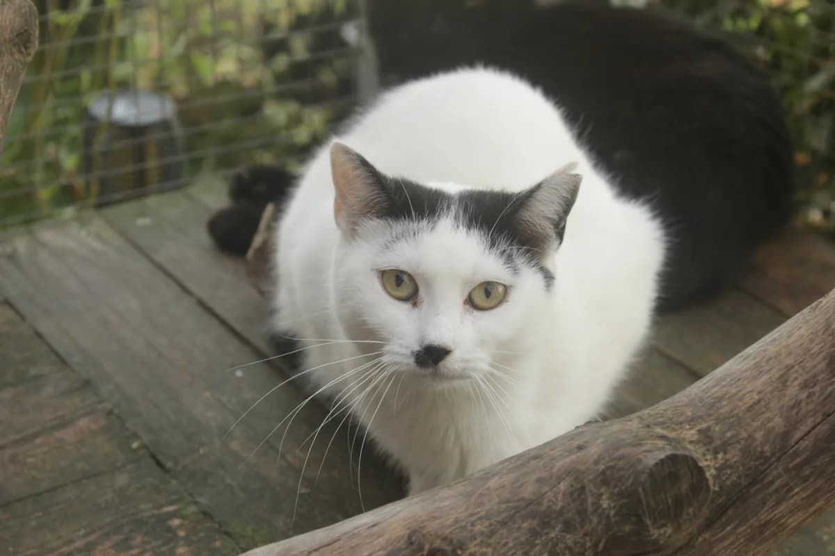 Rosita, female Mixed Breed for adoption at Útulek Kocour Felix (PSOZ)