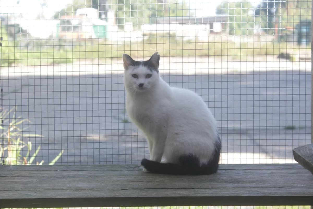 Rosita, female Mixed Breed for adoption at Útulek Kocour Felix (PSOZ) — photo 3 of 4