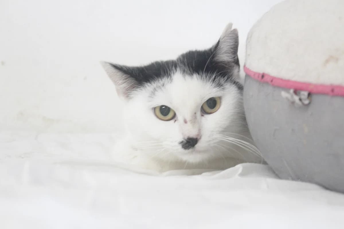 Rosita, female Mixed Breed for adoption at Útulek Kocour Felix (PSOZ) — photo 4 of 4