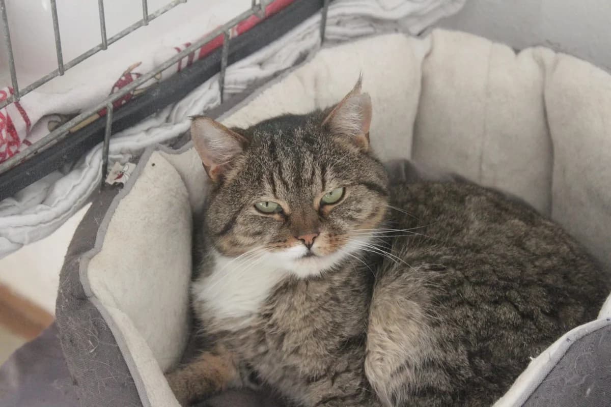 ROZÁLKA, female Mixed Breed for adoption at Útulek Kocour Felix (PSOZ)