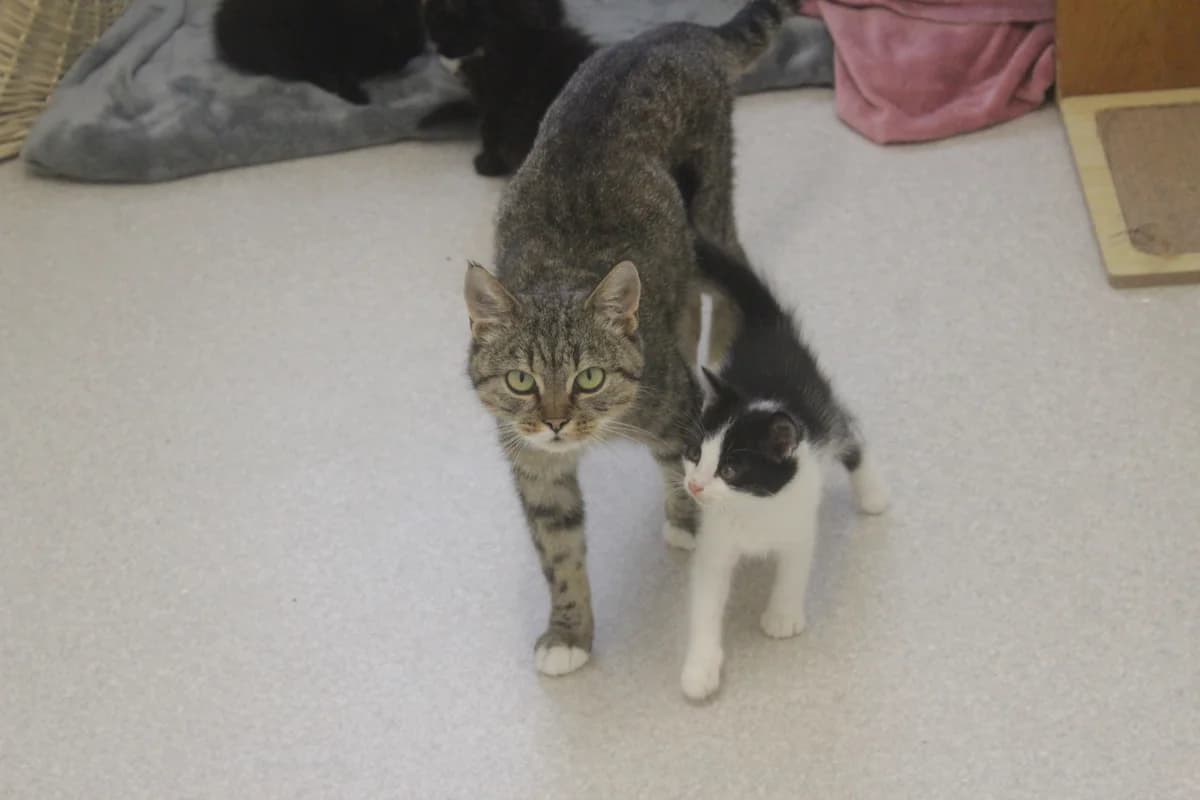 ROZÁLKA, female Mixed Breed for adoption at Útulek Kocour Felix (PSOZ) — photo 2 of 4