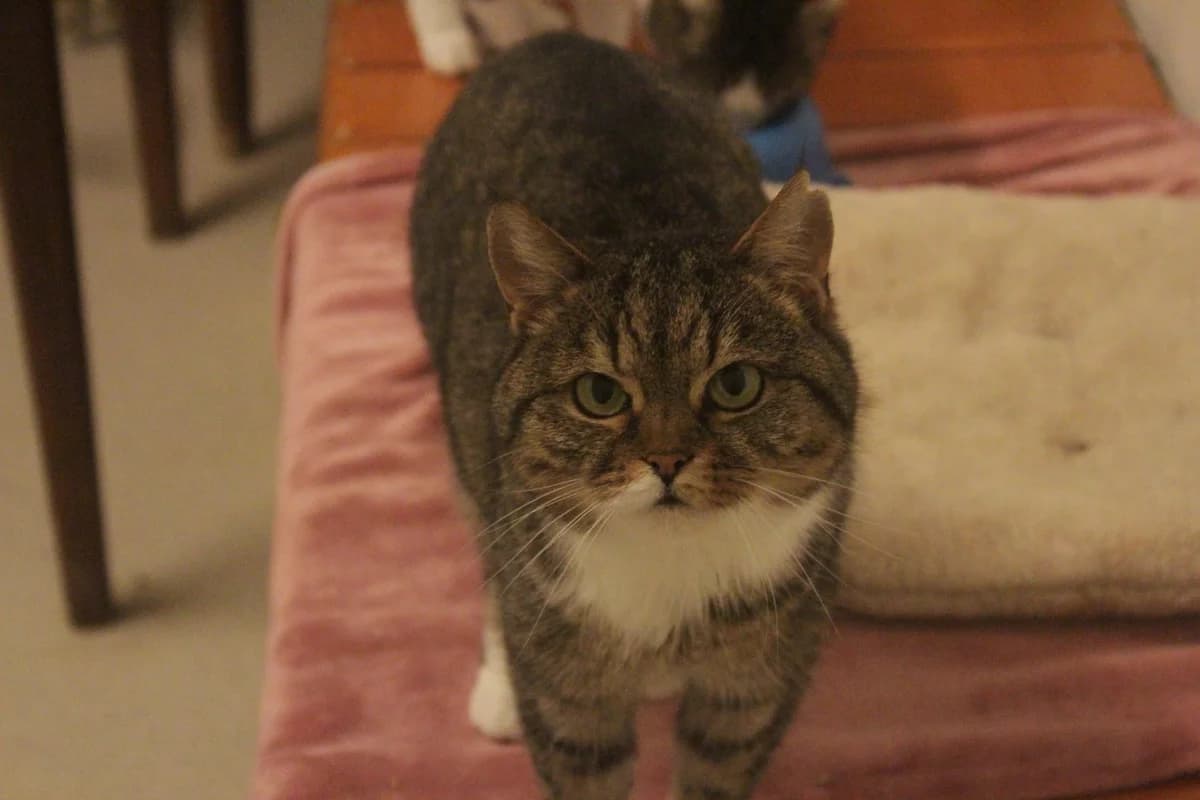 ROZÁLKA, female Mixed Breed for adoption at Útulek Kocour Felix (PSOZ) — photo 3 of 4