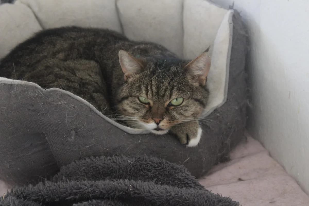 ROZÁLKA, female Mixed Breed for adoption at Útulek Kocour Felix (PSOZ) — photo 4 of 4