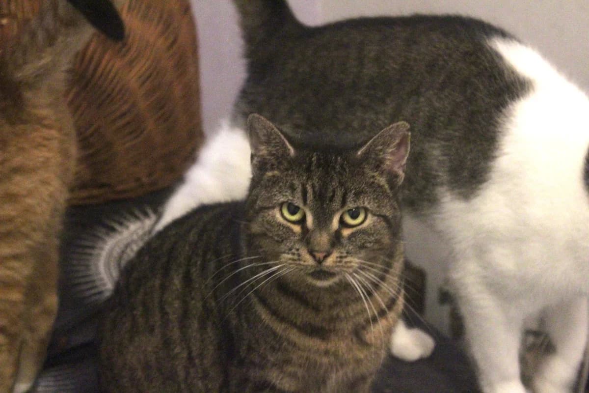 Siri, female Mixed Breed for adoption at Útulek Kocour Felix (PSOZ)