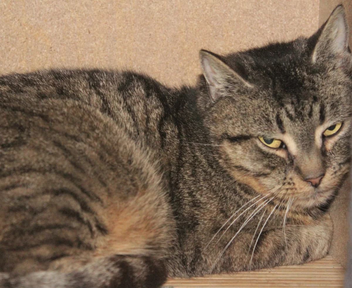 Siri, female Mixed Breed for adoption at Útulek Kocour Felix (PSOZ) — photo 2 of 3