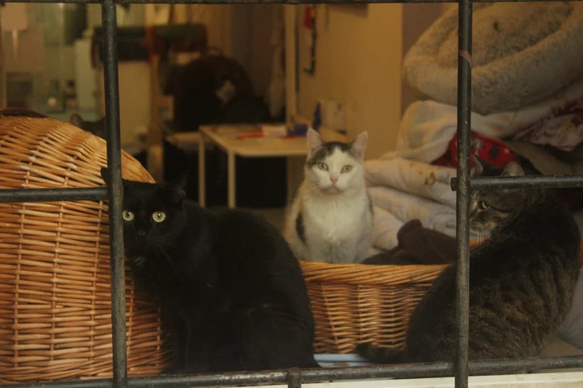 Siri, female Mixed Breed for adoption at Útulek Kocour Felix (PSOZ) — photo 3 of 3