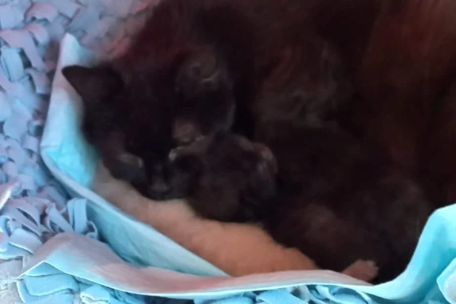 Sindy, female Mixed Breed for adoption at Útulek Kocour Felix (PSOZ)