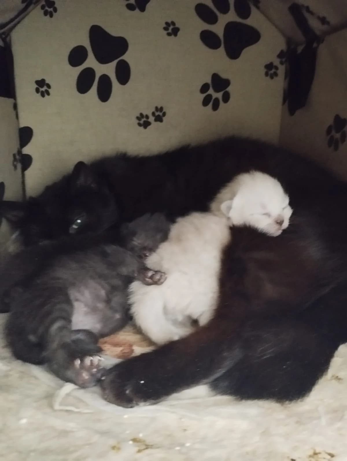 Sindy, female Mixed Breed for adoption at Útulek Kocour Felix (PSOZ) — photo 2 of 2