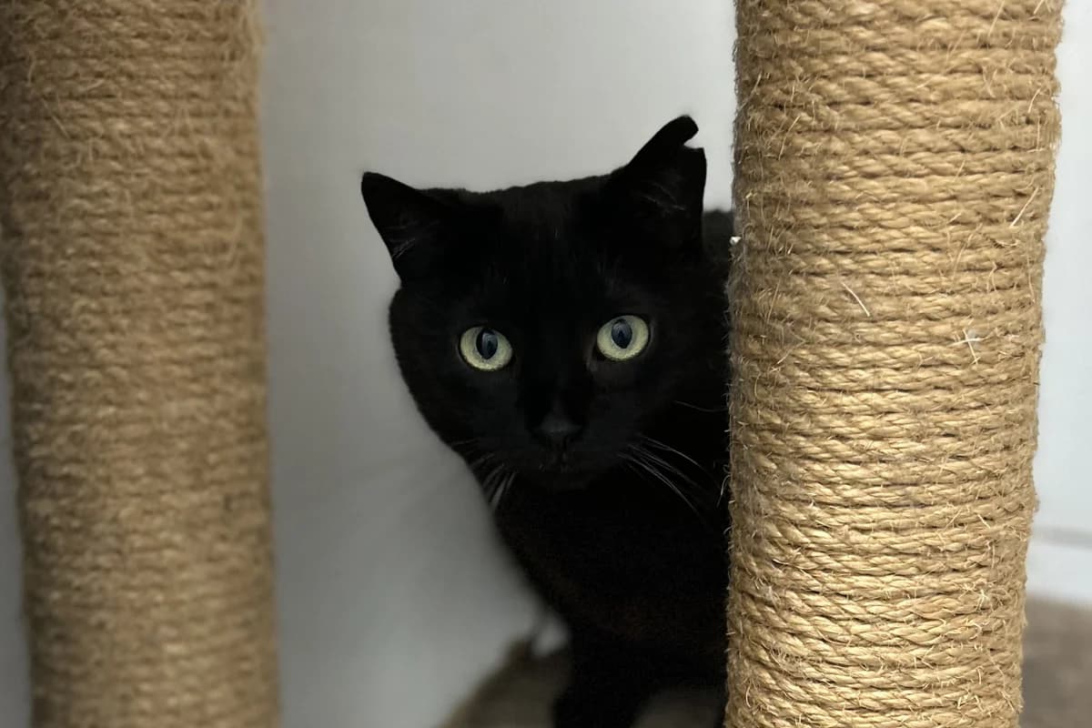 Sissi, female Mixed Breed for adoption at Útulek Kocour Felix (PSOZ)