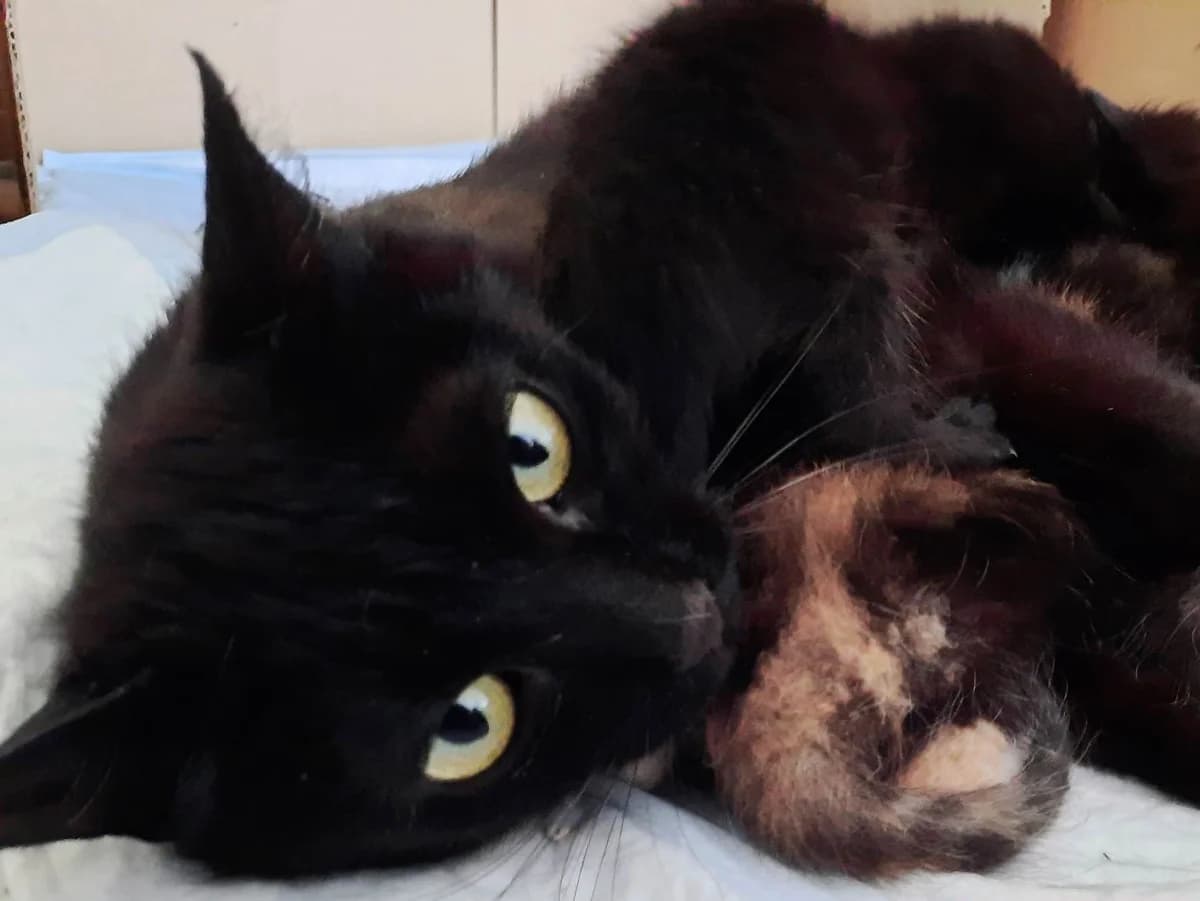 Sissi, female Mixed Breed for adoption at Útulek Kocour Felix (PSOZ) — photo 2 of 2