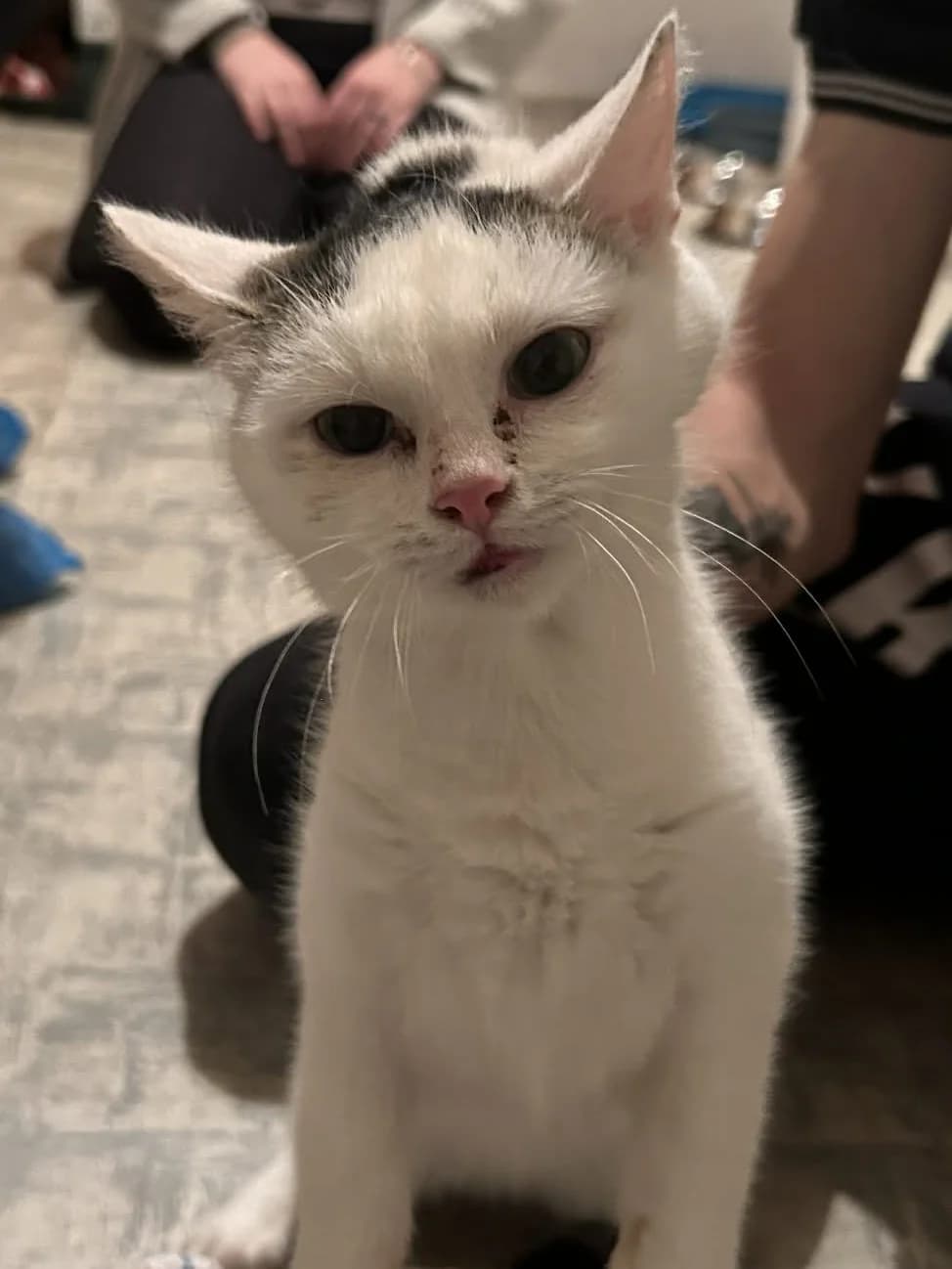 SNĚHURKA, female Mixed Breed for adoption at Útulek Kocour Felix (PSOZ)