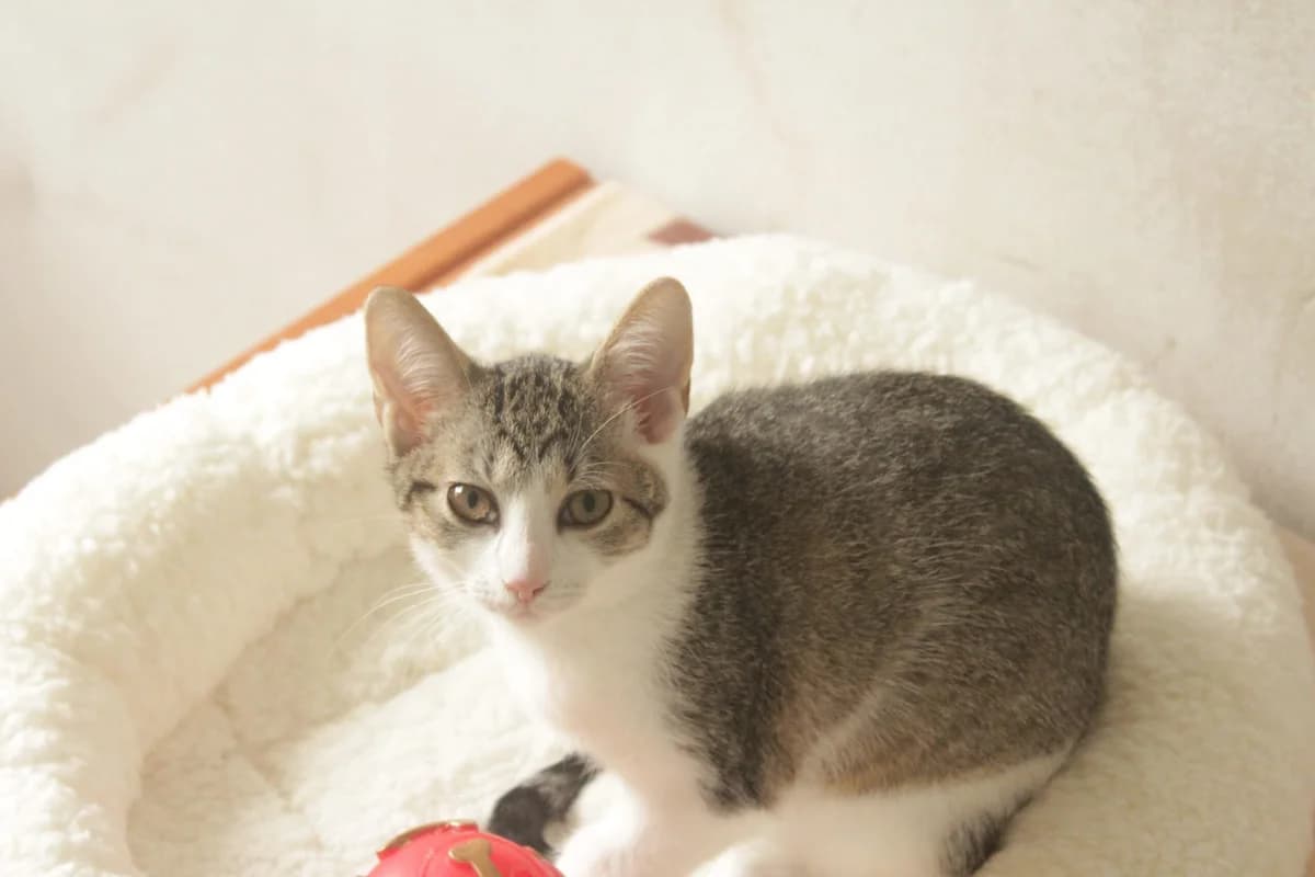 Stella, Mixed Breed (Útulek Kocour Felix (PSOZ))