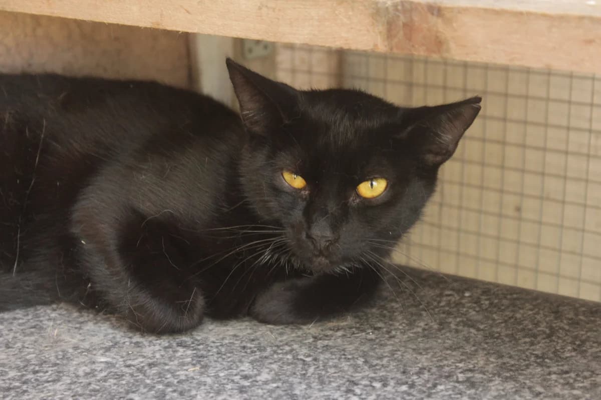 Theo, male Mixed Breed for adoption at Útulek Kocour Felix (PSOZ)