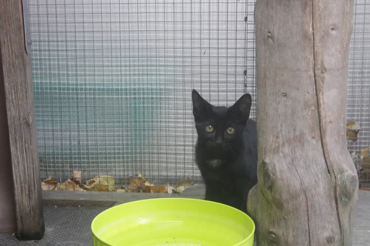 Theo, male Mixed Breed for adoption at Útulek Kocour Felix (PSOZ) — photo 2 of 2