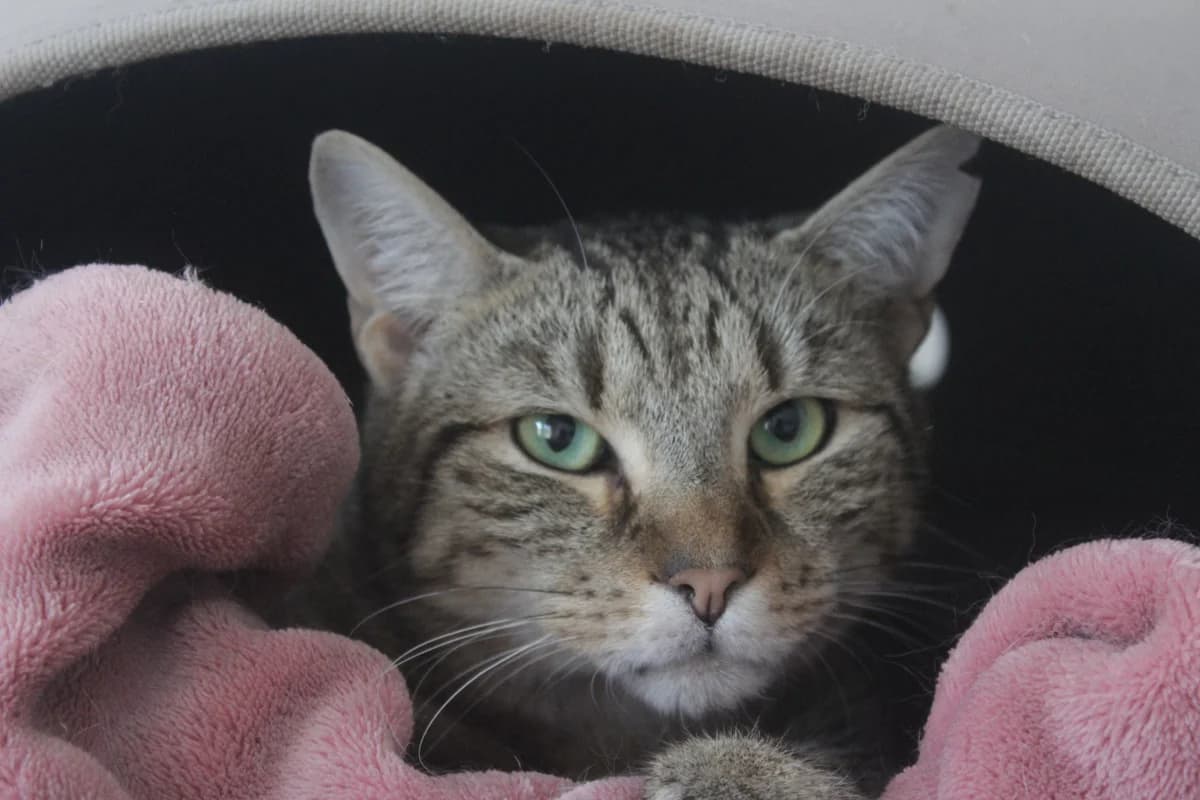 TULIPÁN, male Mixed Breed for adoption at Útulek Kocour Felix (PSOZ)