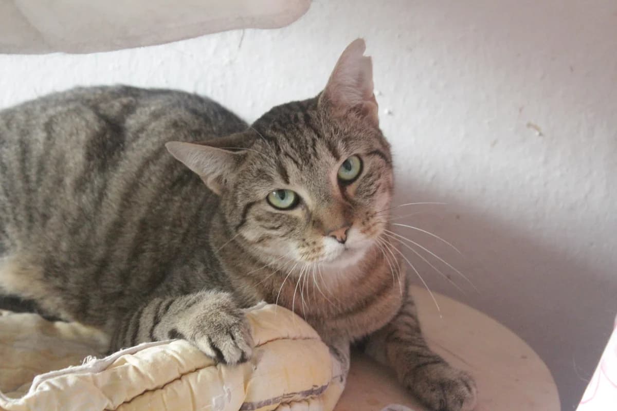 TULIPÁN, male Mixed Breed for adoption at Útulek Kocour Felix (PSOZ) — photo 4 of 5