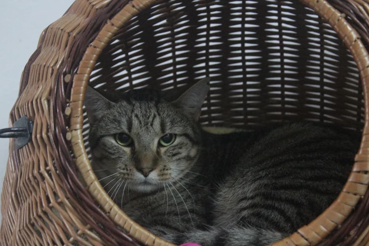 TULIPÁN, male Mixed Breed for adoption at Útulek Kocour Felix (PSOZ) — photo 5 of 5