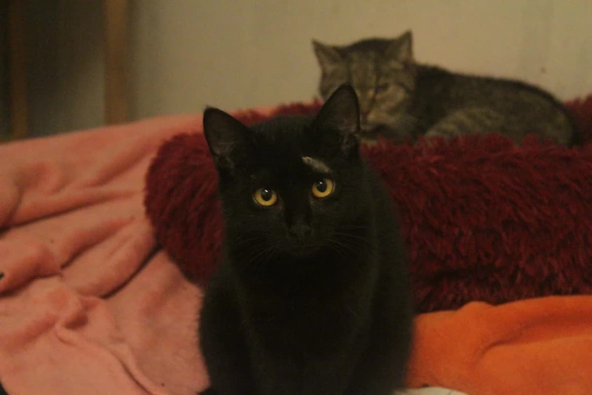 UHLÍK, male Mixed Breed for adoption at Útulek Kocour Felix (PSOZ)