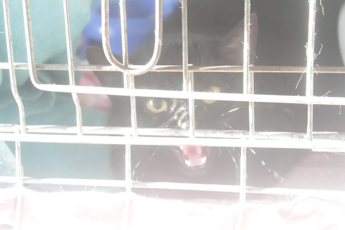 UHLÍK, male Mixed Breed for adoption at Útulek Kocour Felix (PSOZ) — photo 2 of 2