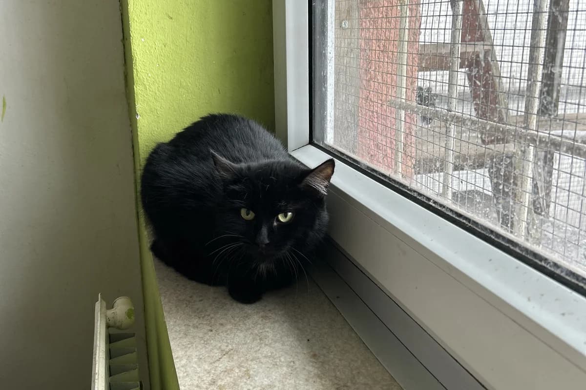 Valerie, female Mixed Breed for adoption at Útulek Kocour Felix (PSOZ)