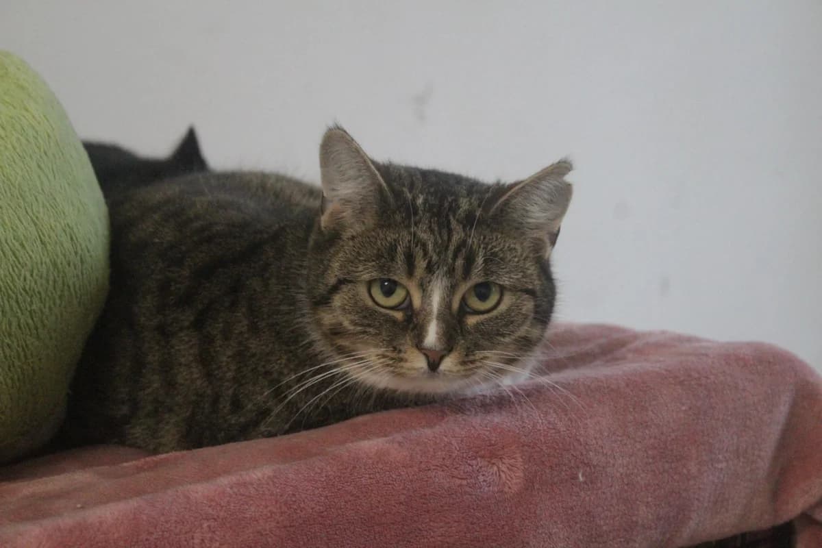 Vanda, female Mixed Breed for adoption at Útulek Kocour Felix (PSOZ) — photo 2 of 2