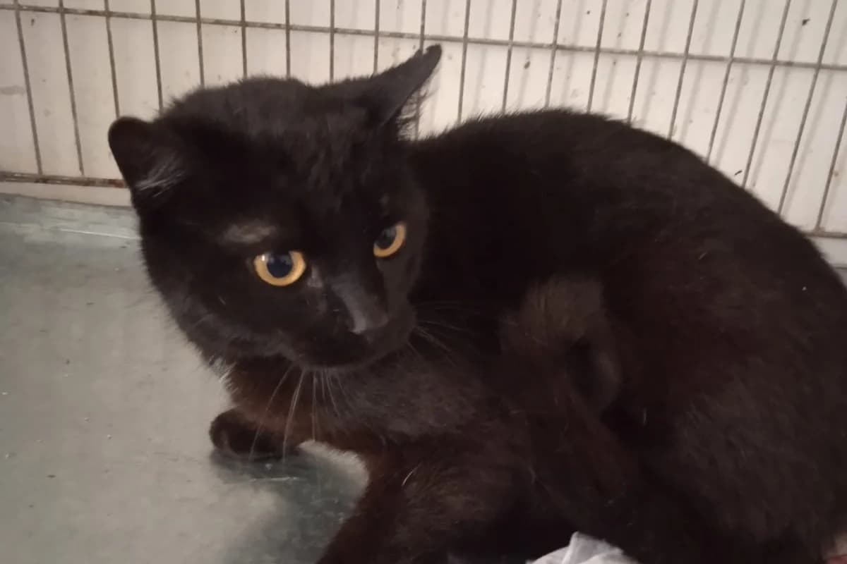 VAŠEK, male Mixed Breed for adoption at Útulek Kocour Felix (PSOZ)