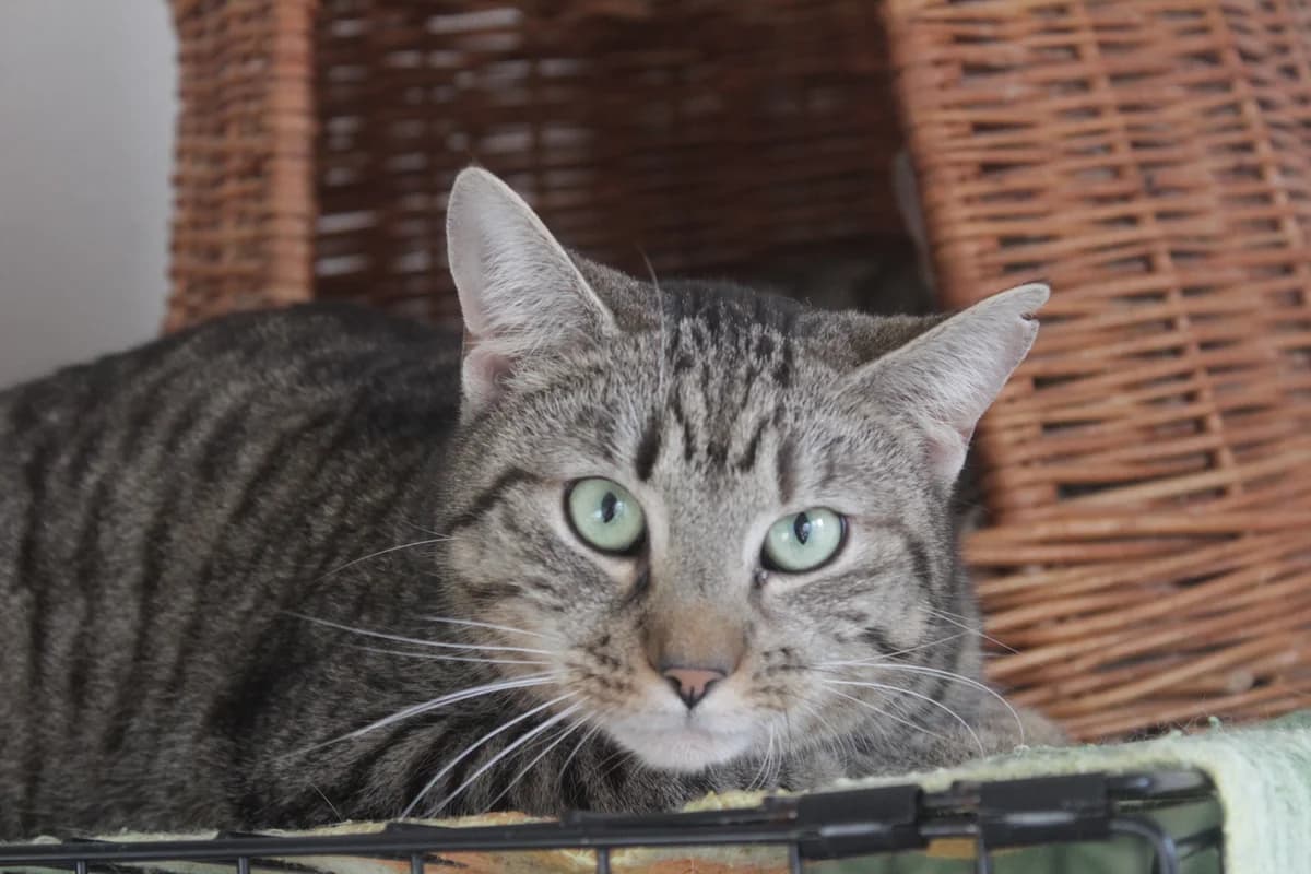 VAVŘÍN, male Mixed Breed for adoption at Útulek Kocour Felix (PSOZ)