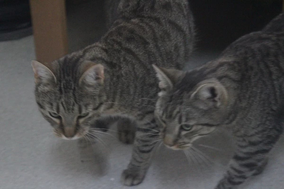 VAVŘÍN, male Mixed Breed for adoption at Útulek Kocour Felix (PSOZ) — photo 3 of 5