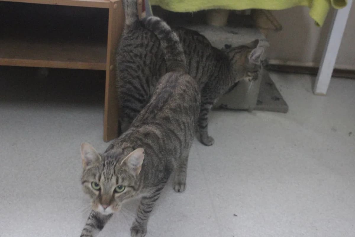 VAVŘÍN, male Mixed Breed for adoption at Útulek Kocour Felix (PSOZ) — photo 4 of 5