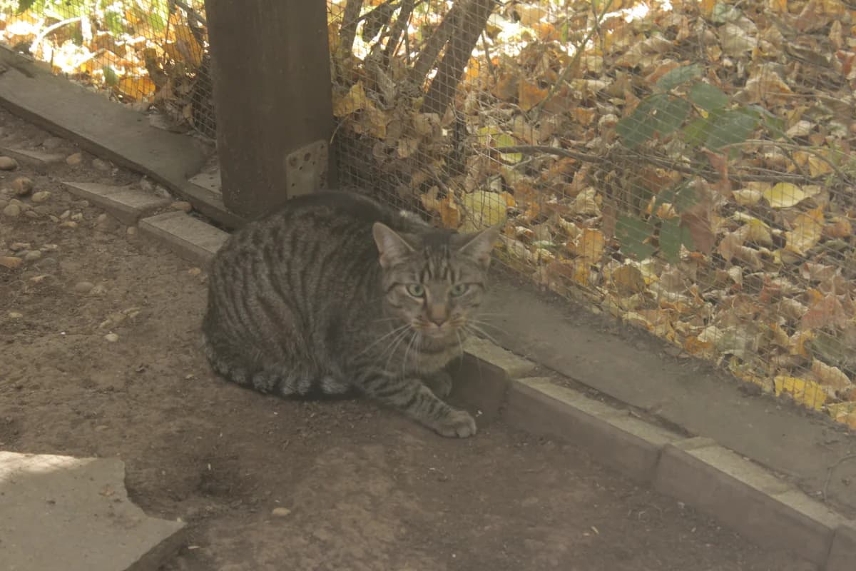 VAVŘÍN, male Mixed Breed for adoption at Útulek Kocour Felix (PSOZ) — photo 5 of 5