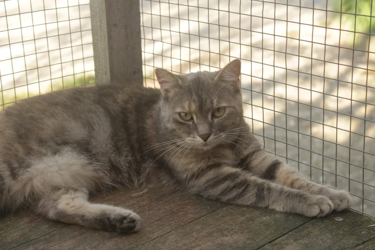 Vera, female Mixed Breed for adoption at Útulek Kocour Felix (PSOZ)