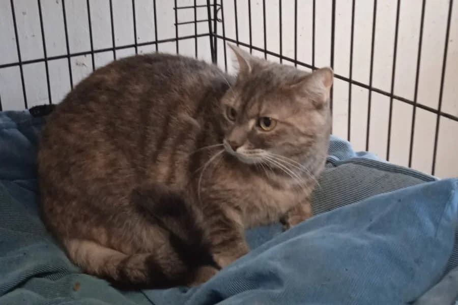 Vera, female Mixed Breed for adoption at Útulek Kocour Felix (PSOZ) — photo 2 of 8