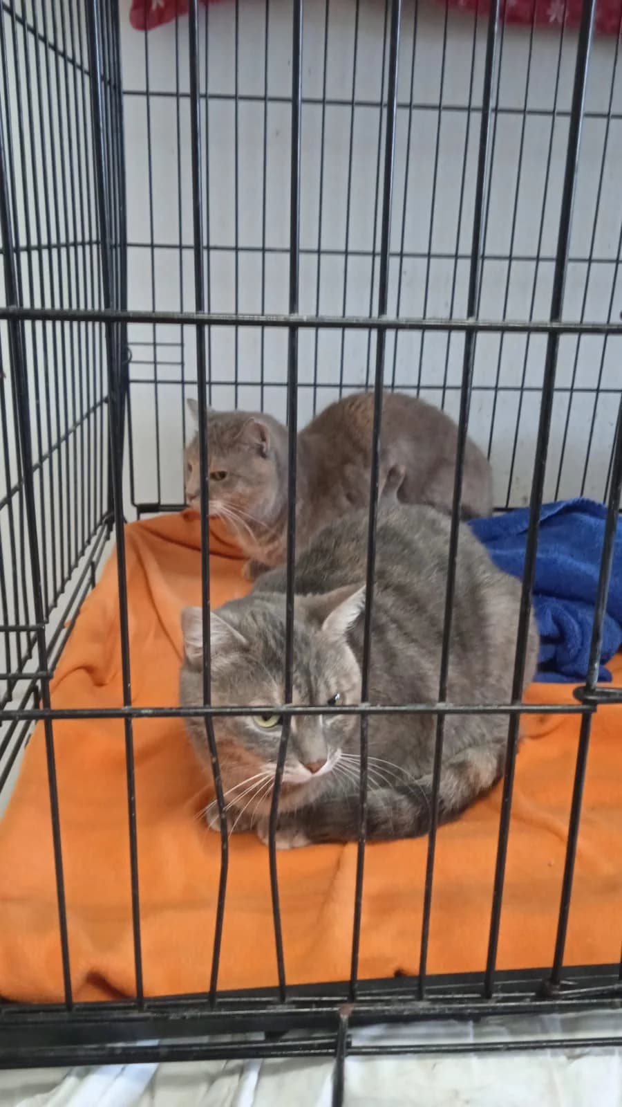 Vera, female Mixed Breed for adoption at Útulek Kocour Felix (PSOZ) — photo 3 of 8