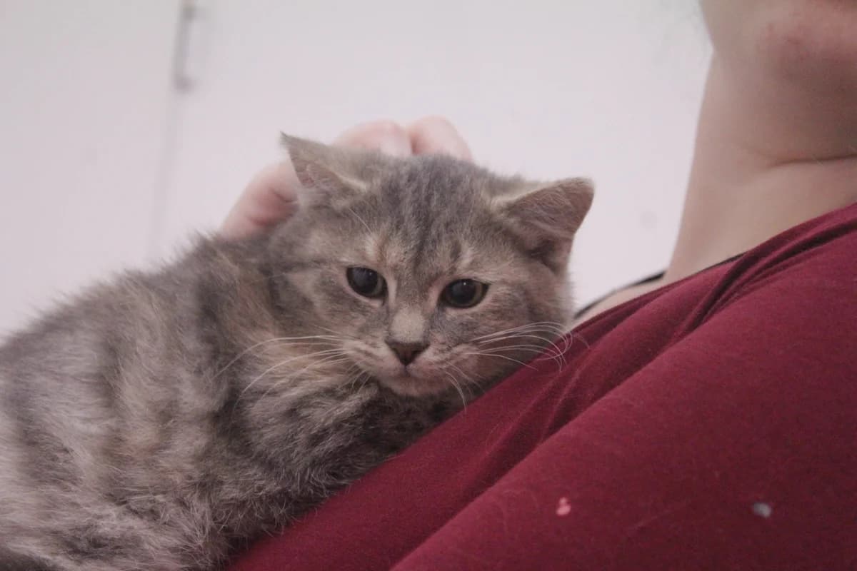 Vera, female Mixed Breed for adoption at Útulek Kocour Felix (PSOZ) — photo 4 of 8