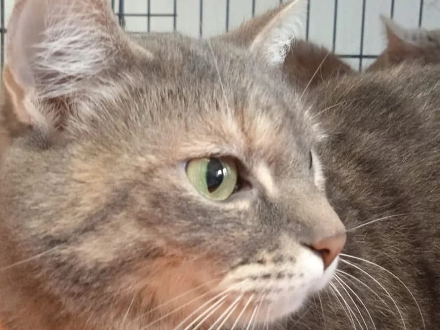 Vera, female Mixed Breed for adoption at Útulek Kocour Felix (PSOZ) — photo 5 of 8