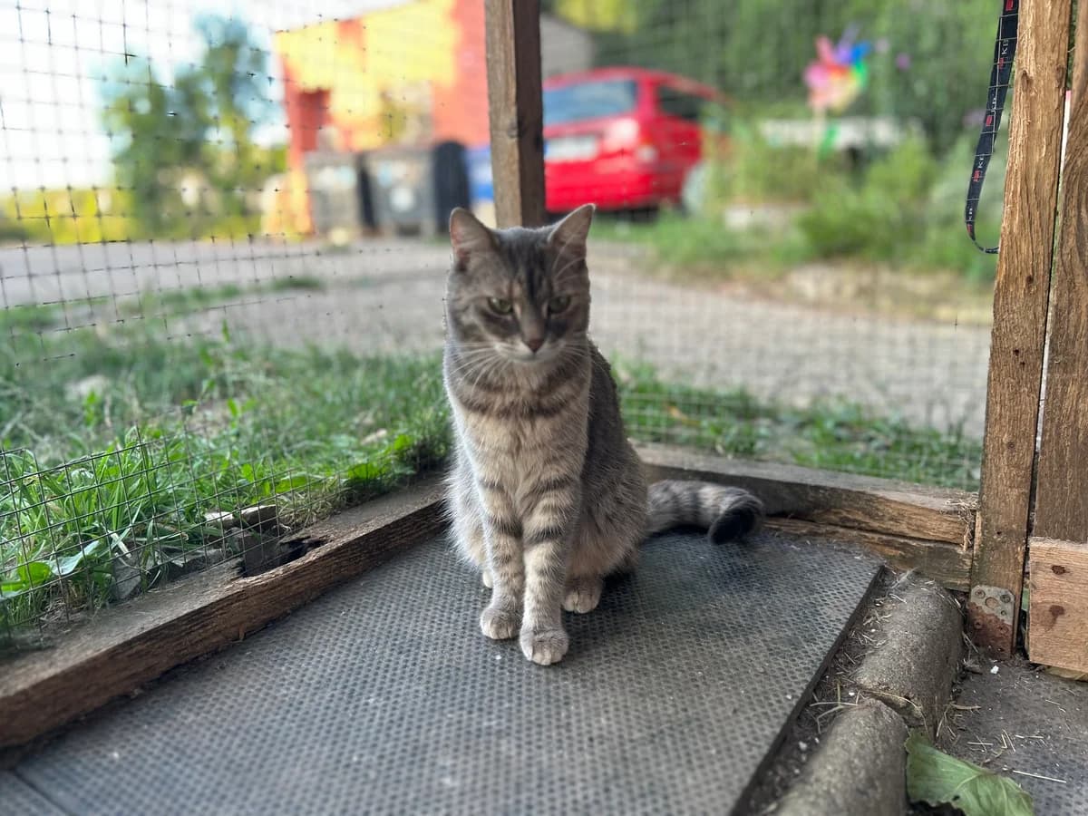 Vera, female Mixed Breed for adoption at Útulek Kocour Felix (PSOZ) — photo 6 of 8