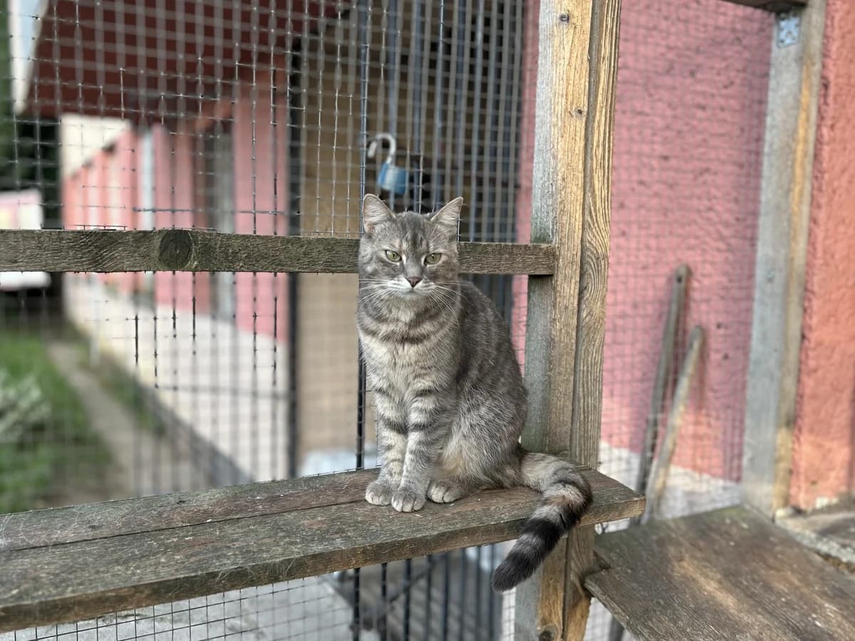 Vera, female Mixed Breed for adoption at Útulek Kocour Felix (PSOZ) — photo 7 of 8