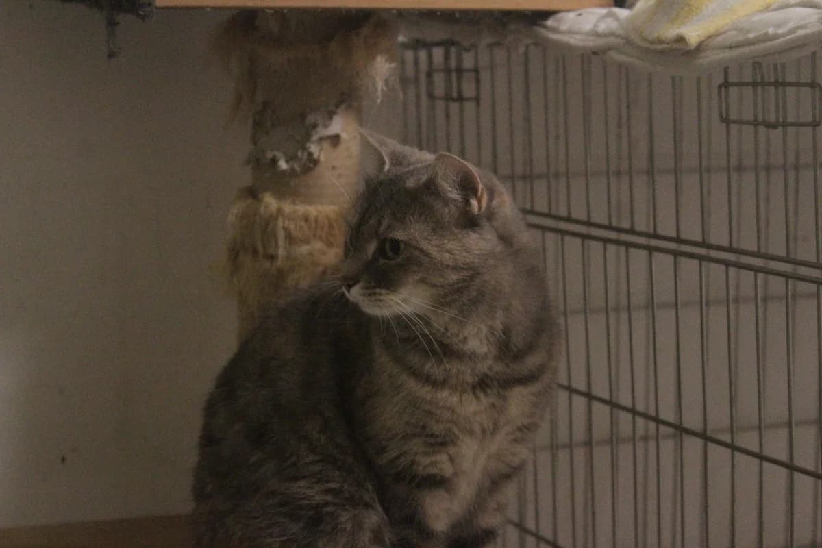 Vera, female Mixed Breed for adoption at Útulek Kocour Felix (PSOZ) — photo 8 of 8