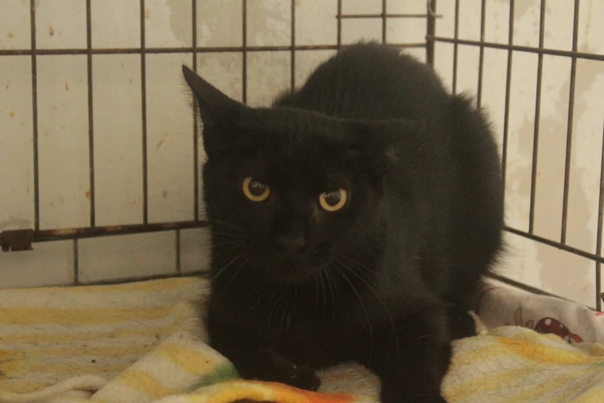 Vincent, male Mixed Breed for adoption at Útulek Kocour Felix (PSOZ)