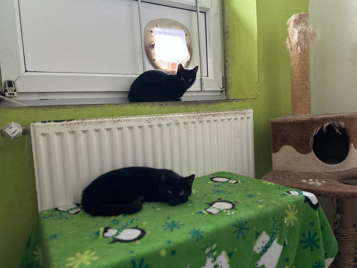 Vincent, male Mixed Breed for adoption at Útulek Kocour Felix (PSOZ) — photo 2 of 3