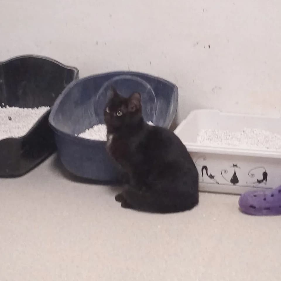 Vincent, male Mixed Breed for adoption at Útulek Kocour Felix (PSOZ) — photo 3 of 3