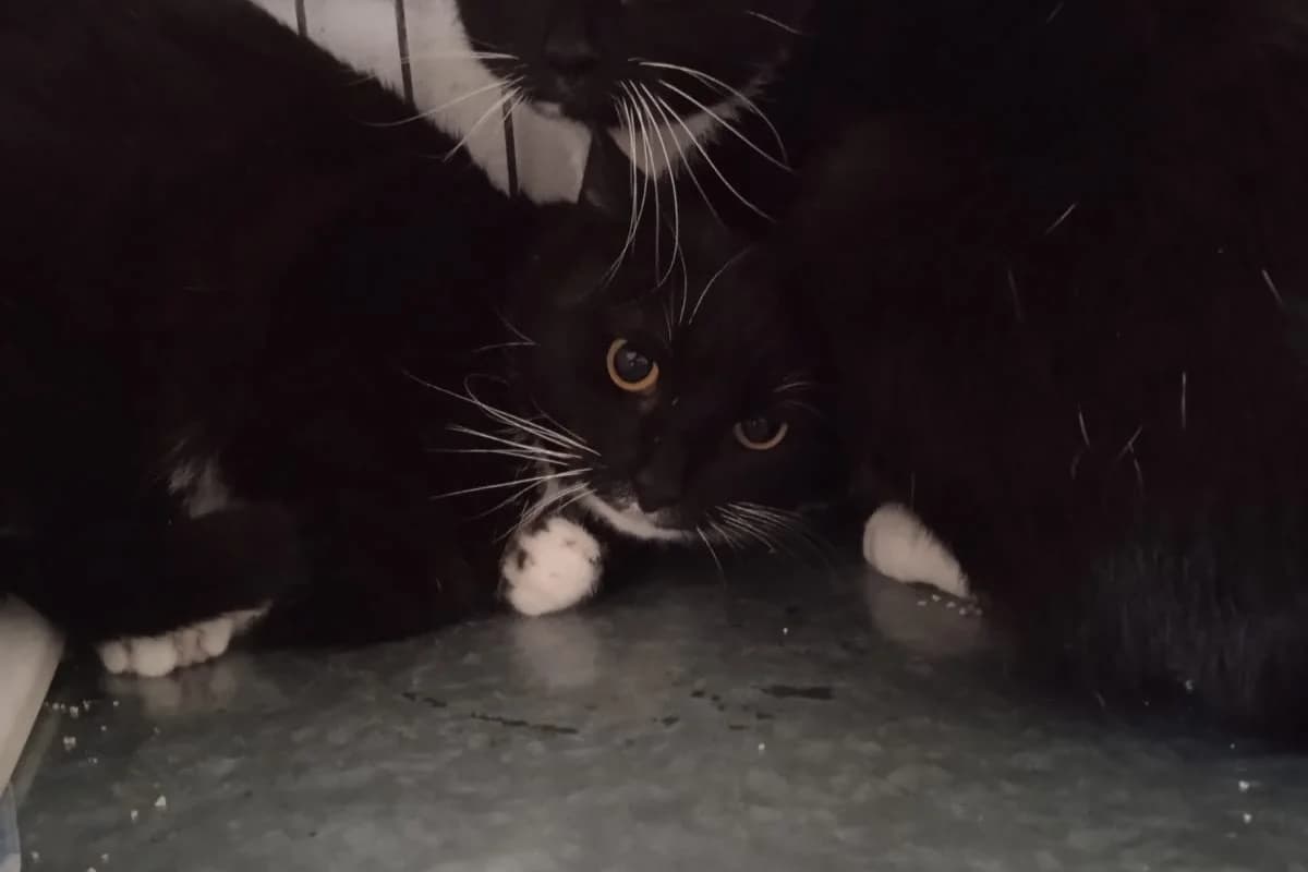 Viola, female Mixed Breed for adoption at Útulek Kocour Felix (PSOZ)