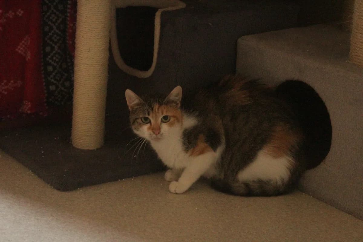 Violetta, female Mixed Breed for adoption at Útulek Kocour Felix (PSOZ)