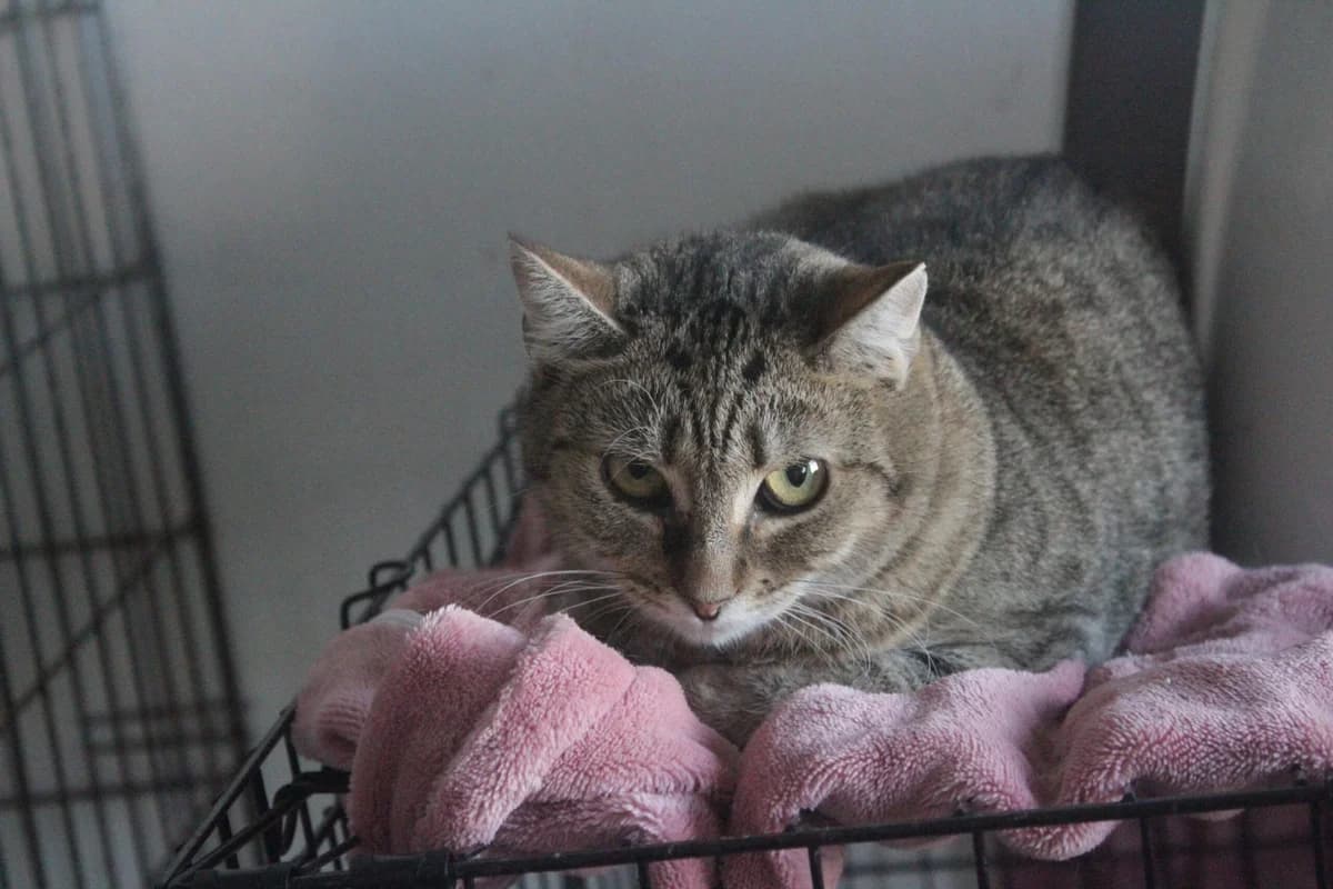 Vivian, female Mixed Breed for adoption at Útulek Kocour Felix (PSOZ)